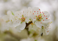 Cherry Flowers 2014 Version -  Cherry Flower photo