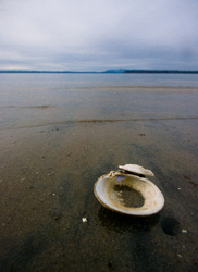 Lone Calm Shell - Cortes Island Clam Shell photo