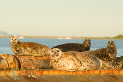 Watching -  Seal photo