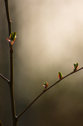 Young Alder leaves -  Alder Tree photo