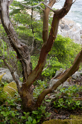 Arbutus Portrait -  Arbutus Tree photo