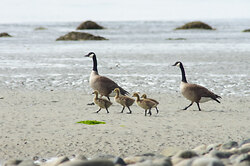 Goose Family on the Beach ~ Baby Animal picture from Cortes Island Canada.