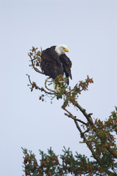 Preening Eagle -  Bald Eagle photo