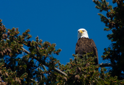 Haliaeetus leucocephalus Portrait -  Bald Eagle photo