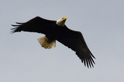 Bald eagle in flight -  Bald Eagle photo