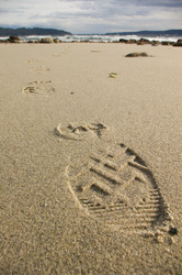 Boot Print - Beach photo from  Cortes Island BC, Canada