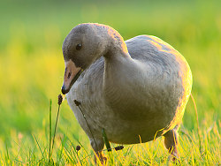 Greater White-fronted Goose -   photo
