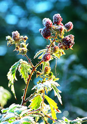 Frosted Blackberries -  Blackberry photo