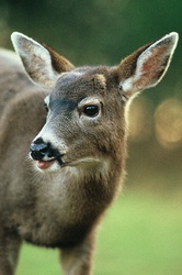 All Ears - Blacktail Deer photo from  Cortes Island BC, Canada