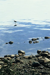Heron From Above -  Blue Heron photo