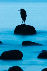 Great Blue Heron Silhouette -  Blue Heron photo