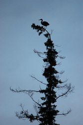 Perch  -  Blue Heron photo