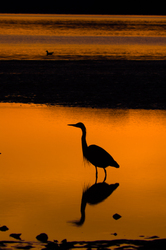 Stillness -  Blue Heron photo