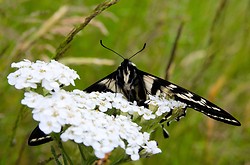 Eastern Tiger Swallowtail -  Butterfly photo