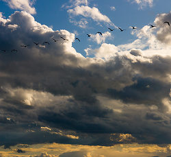 Geese Above -  Canada Goose photo