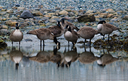Seven Canada Geese ~ Canada Goose picture from Cortes Island Canada.