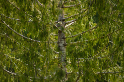 Red Cedar -  Cedar Tree photo