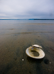 Lone Calm Shell -  Clam Shell photo