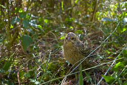 Molothrus ater -  Cowbird photo