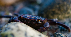 Hemigrapsus nudus -  Crab photo