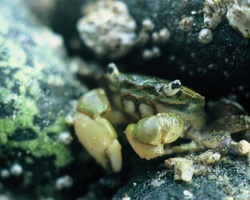Purple Shore Crab -  Crab photo