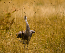 Dancing Sandhill Crane -  Crane photo