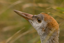 Grus Canadensis Close-up -  Crane photo