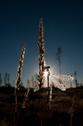 Sunrise Damselfly -  Damselfly photo