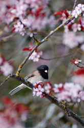 Junco in the Cherry Tree - Dark-eyed Junco photo from  Cortes Island British Columbia, Canada