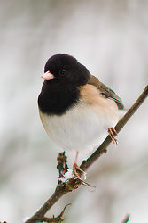Dark-eyed Junco Portrait - Dark-eyed Junco photo from  Cortes Island BC, Canada