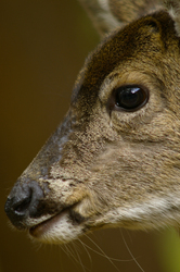 Black-tailed Deer in profile  - Deer photo from  Cortes Island BC, Canada