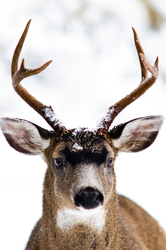 Buck -  Deer photo