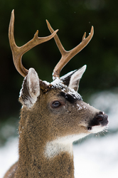 Blacktial Buck -  Deer photo
