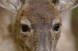 Dear Eyes -  Deer photo