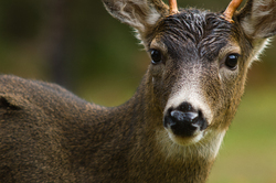 Blacktailed Deer ~ Deer picture from Cortes Island Canada.