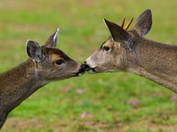 Bothers ~ Deer picture from Cortes Island Canada.