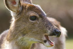 Smiling Blacktail Deer -  Deer photo