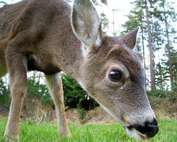 Odocoileus hemionus columbianus -  Deer photo