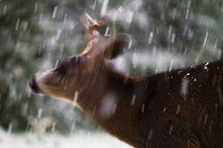 Blacktail Deer -  Deer photo