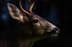 Blacktail Deer -  Deer photo