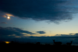 Blacktail Deer -  Deer photo