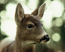 Black-tailed Deer Protrait -  Deer photo