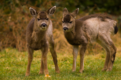 Two Young Deer -  Deer photo
