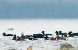 Harlequin Ducks and Surf Scoters -  Duck photo