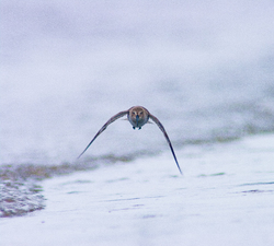 Approaching Dunlin -  Dunlin photo