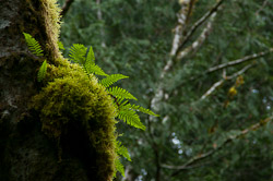 High Life ~ Fern picture from Cortes Island Canada.