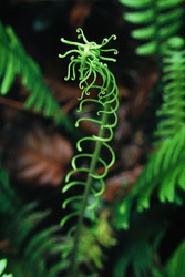 Young Fern Uncurling -  Fern photo