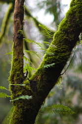 Tree Ferns -  Fern photo