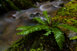 Sword Fern -  Fern photo