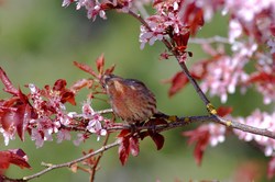 House Finch under Cherry Blossoms -  Finch photo